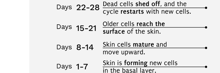 ✔ Days 1-7: Skin is forming new cells in the basal layer.
✔ Days 8-14: Skin cells mature and move upward.
✔ Days 15-21: Older cells reach the surface of the skin.
✔ Days 22-28: Dead cells shed off, and the cycle restarts with new cells.